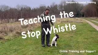 Teaching your dog to stop quotGundog basics seriesquot [upl. by Ramej]