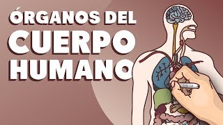 Órganos del cuerpo humano [upl. by Marrin]