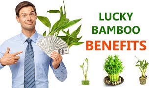 How many bamboo stalks for good luck  Lucky bamboo benefits  Health informatics [upl. by Morly]