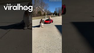 Baby Driver Collides With Basset Hound  ViralHog [upl. by Hailat]