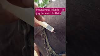 Intravenous injection in jugular vein l dr Umar khan [upl. by Chaker]