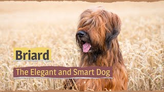 Briard – The Elegant and Smart Dog [upl. by Anurb]