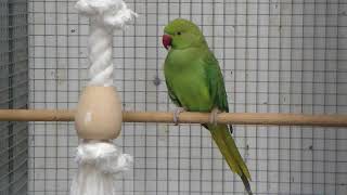 Halsbandparkiet  Parakeet  Budgie  Parkiet [upl. by Aneloj]