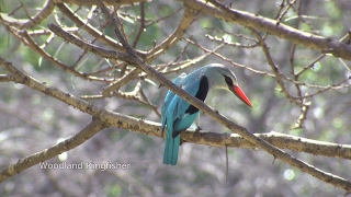 Birds of northern South Africa part 2 [upl. by Anthia265]