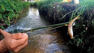 പരലിനെ മട കുത്തി ആരൽമലഞ്ഞിൽ പിടുത്തം🐲Eel FishingVillage FishingTraditional Fishingaaral meeneel [upl. by Nyliak]