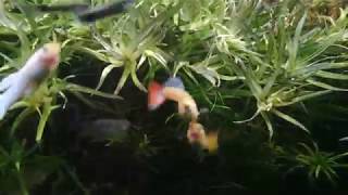 Female Guppies Fighting [upl. by Lucic728]