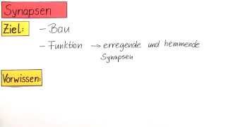 Die Synapse Bau und Funktion  Biologie  Humanbiologie [upl. by Middle]