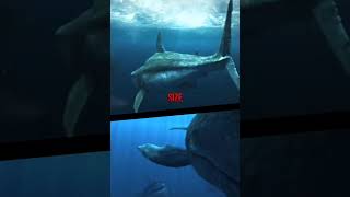 Otodus Megalodon Vs Melvillei Livyatan prehistoric wildlife seacreatures livyatan megalodon [upl. by Essilec]