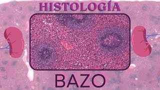 Histología de Bazo [upl. by Derrek890]