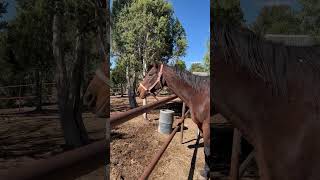 Dooley has a girlfriend♥️ coloradolove happyheart exracehorse foreverhome [upl. by Gaston]