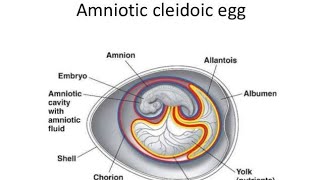 Cleidoic Egg🥚 Explanation amp types  cleidoic Egg structure  diagram [upl. by Estis]