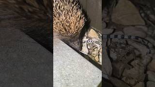 Hedgehog coming in my garden [upl. by Omero]