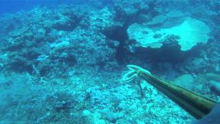 Spearfishing Cairns Australia  Tully Productions [upl. by Ellivro]