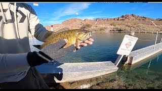 SECRET BAIT for AZ Smallies Parker AZ [upl. by Ahseikan]