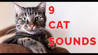 9 Cat Sounds Explained Understand Your Cats Calls [upl. by Hterrag950]