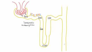 Concentration Throughout the Nephron with ADH [upl. by Chiou]