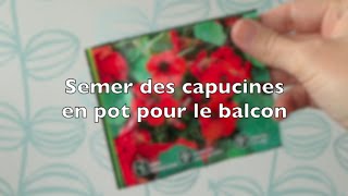 ✿ Semer des capucines en pot pour le balcon [upl. by Lleryd]