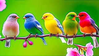 Relaxing Bird Sounds 4K  Birds Singing Heal Stress Anxiety And Depression Heal The Mind [upl. by Nnaeirelav]