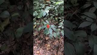 Tacca palmata in the forest 💐 [upl. by Ahsemat]