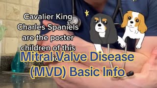 Mitral Valve Disease MVD or MMVD [upl. by Hallie566]