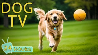 DOG TV Best Entertainment Video Reliev Dog Anxiety Home Alone  The Ultimate Dog Music Collection [upl. by Johannessen]