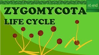 ZYGOMYCOTA LIFE CYCLE biology fungi division lifecycle [upl. by Peti]