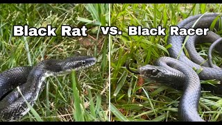 Whats the Difference  Black Rat Snake vs Black Racer [upl. by Ennaerb610]