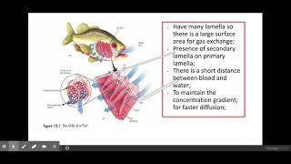 311Exchange surfaces PART 1 f The mechanisms of ventilation and gas exchange in fish and insects [upl. by Shakti]