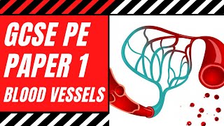 AQA GCSE PE Blood Vessels  The Structure amp Functions of Arteries Veins amp Capillaries  Paper 1 [upl. by Elleivap]