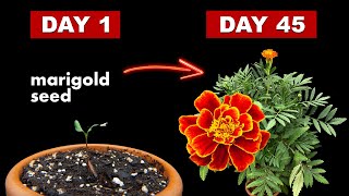 Growing Marigold Flower From Seed  45 Days Time Lapse [upl. by Konstantine]