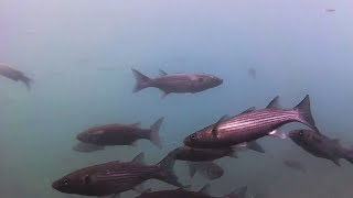 Stachelrochen und Fische im Puerto Morro Jable  Fuerteventura [upl. by Kelcey]