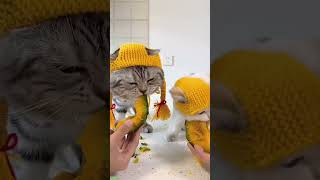 Funny Cats 2025 🐱 kitten meowing call ❤️ worldofanimals 6840 [upl. by Haiasi36]