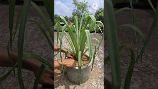 how to grow tuberose rajnighandha shorts rajnigandha flowers [upl. by Bautram125]