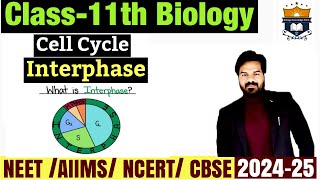 Interphase  Phases of cell cycle  Cell cycle and cell division class 11 Biology  NEET [upl. by Nykal]