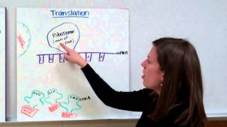 RNA Protein Synthesis [upl. by Orv]