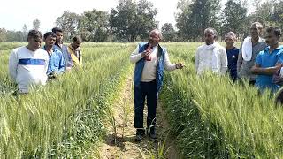 Organic Sugarcane Co15023Wheat PBW343 Intercropping गन्नागेंहू की सहफसली जैविक खेती [upl. by Rox]