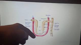 RenalDrMohamedFayez Lecture 8 Renal  Urine concentration and Diuresis [upl. by Amil]