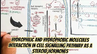 Hydrophilic And Hydrophobic Molecules Interaction In Cell Signalling Pathway As A SteroidHormones [upl. by Farlee]