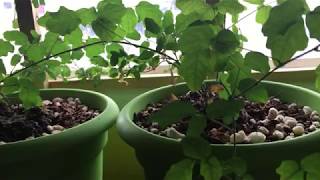 Strange growing behavior in my Boquila Trifoliolata plants [upl. by Willamina]