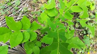 Gliricidia Sepium plantsGreen Manure plantsGiri Pushpa [upl. by Llacam]