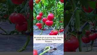 Properly pollinate tomatoes garden gardening plants planting planthacks gardenhacks gardening [upl. by Myk]