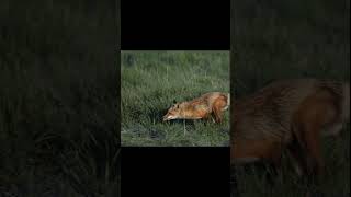 Father Fox playing hide and seek with the little ones fox foxes wildlife wildlifephotography [upl. by Lynnett882]