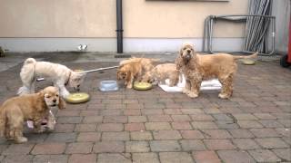 American Cocker Spaniel puppies for sale in Galway [upl. by Vizzone32]