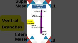 Abdominal aorta branches neetpg surgicaleducation medicalstudent doctor anatomyclass [upl. by Ainet]