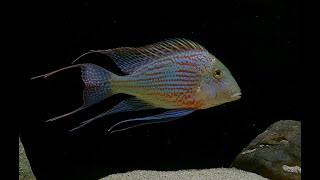 6 Geophagus sveni Parana 1 Flagtail [upl. by Batty]