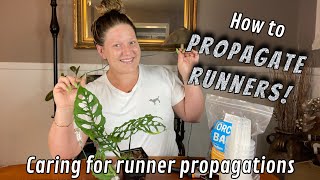 How to Propagate Runners Propagating Monstera Obliqua Runner Caring for Runner propagations [upl. by Catlin]