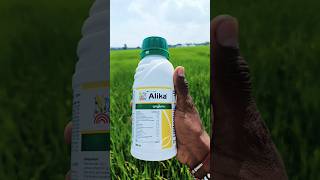 Alika syngenta insecticide 🌾 syngenta alika insecticides dhankheti punjabi song furtilizer [upl. by Atilemrac]