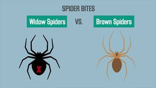 Spider Bites Black Widow vs Brown Recluse [upl. by Yramanna655]