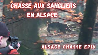 Magnifiques battues aux sangliers en Alsace Druckjagd auf Wildschwein Amasing Wild Boar Hunting [upl. by Ahsait]