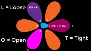 ATPase [upl. by Ennairda]